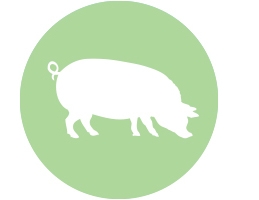 yersinia pig icon