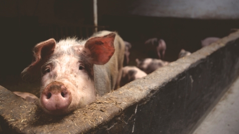 House Votes To Block Funding To Swine Slaughter Rule - 