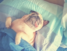 pug laying tucked undercovers upside down