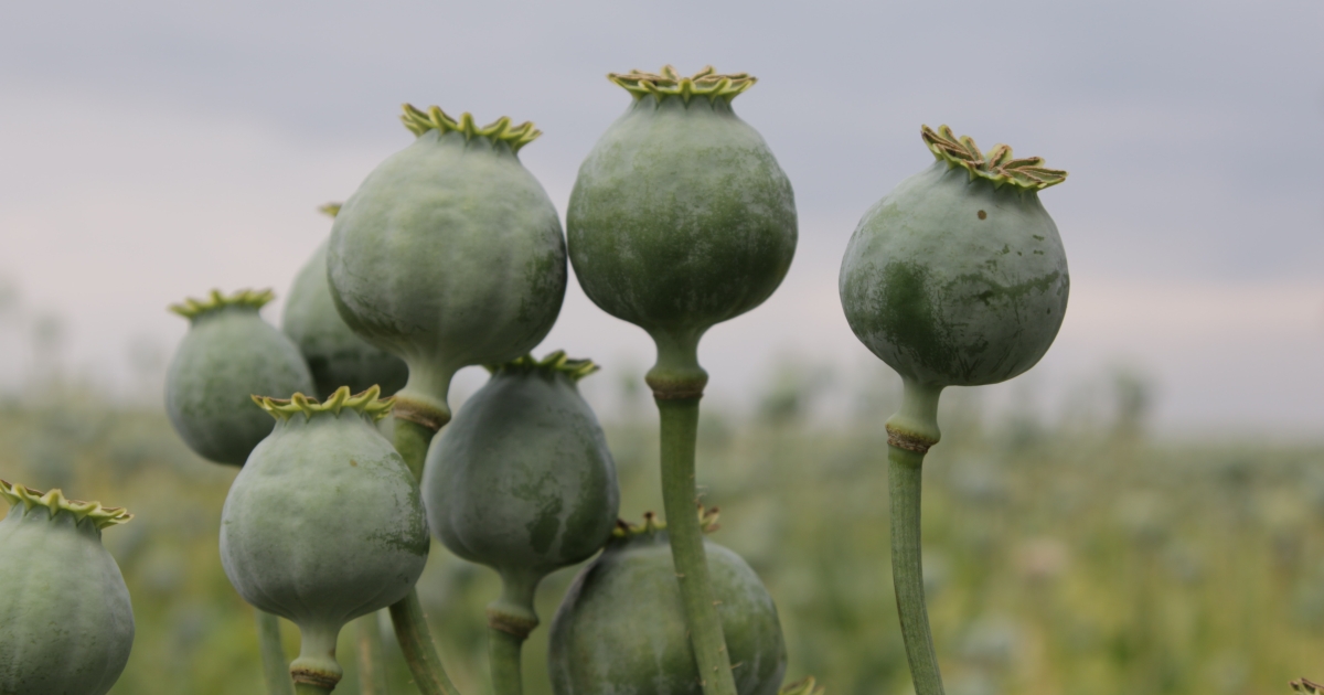 Overdoses from contaminated poppy seeds suggest need for action by FDA, DEA  | Center for Science in the Public Interest